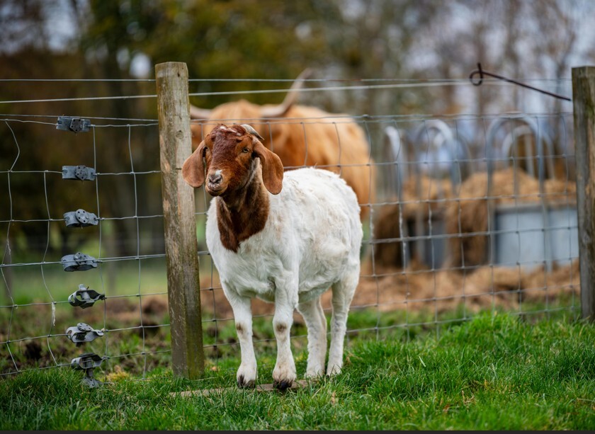 ​​​​​Myuna Farm visit (Doveton) 